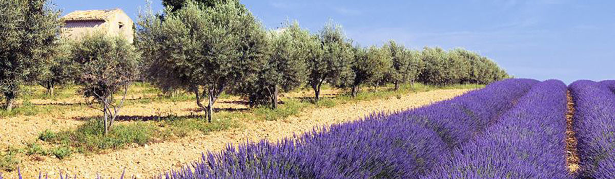 provence_header